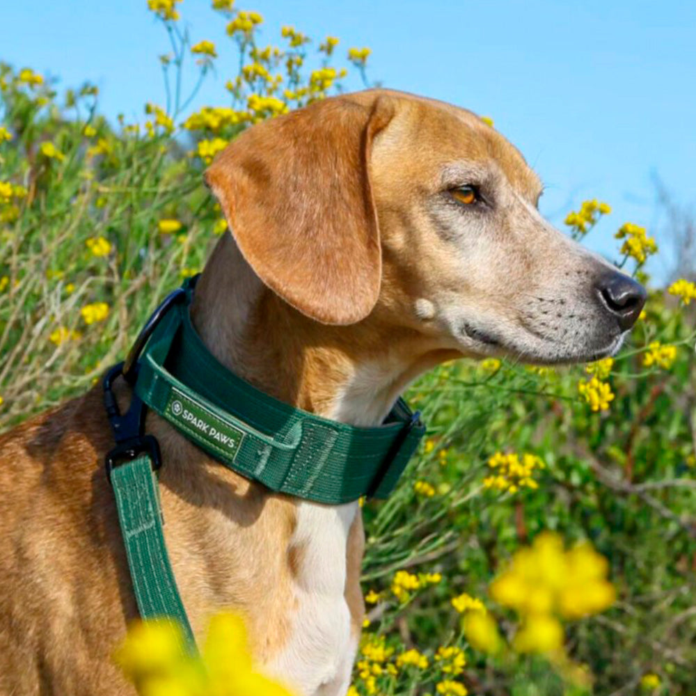 A dog having nature walk wearing Sparkpaws Comfort Control Dog Collar