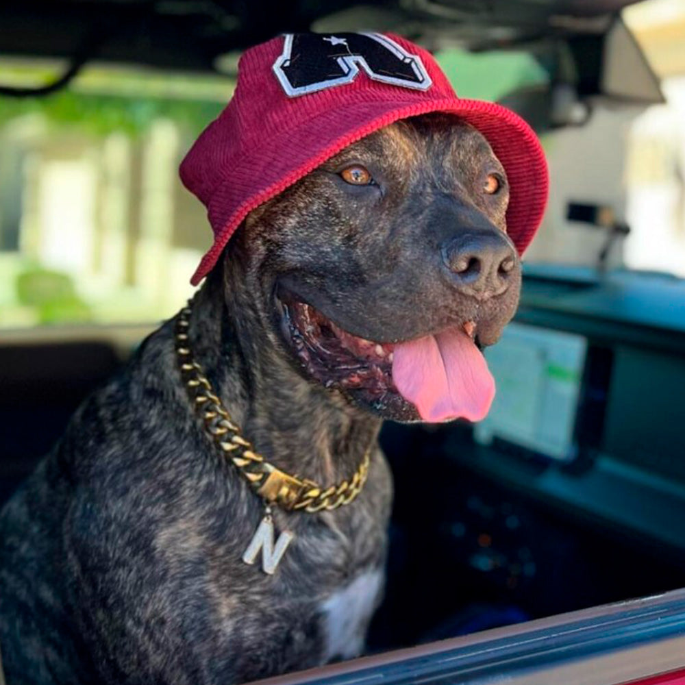Dog happy on car ride wearing Sparkpaws Dog Cuban Chain Collar