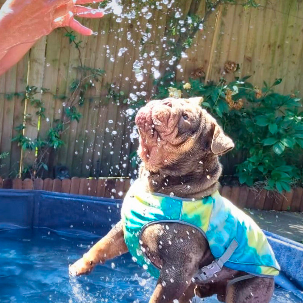 A dog enjoying a swim wearing Sparkpaws Dog Cooling Vest