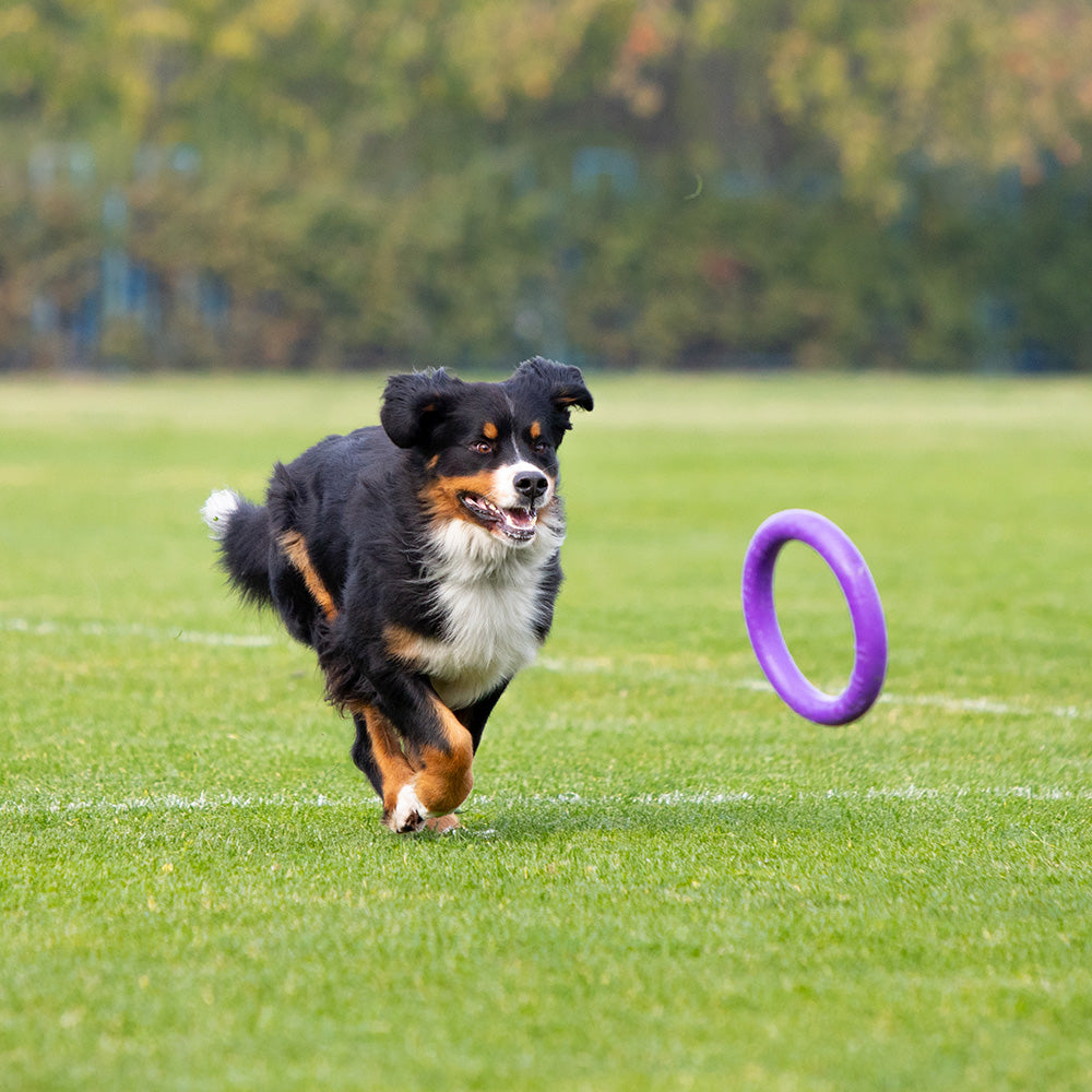 Dog playing fetch outdoors