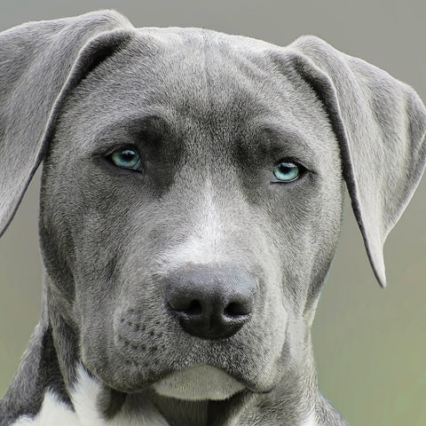 a black and white photo of a pitbull