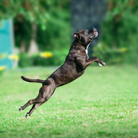 a black pit bull jumping in the air