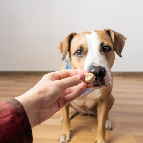 a man feeding a pti bill puppy