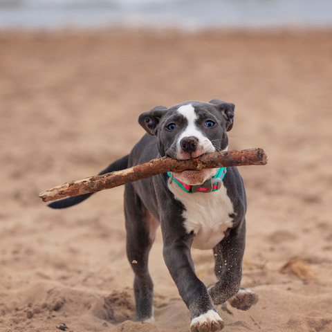 a pit bull holding a stick in his mouth