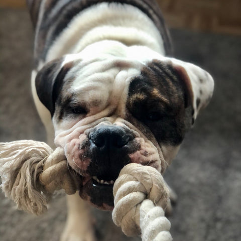 pit bull tugging on a rope