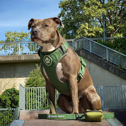 a pit bull wearing a green harness