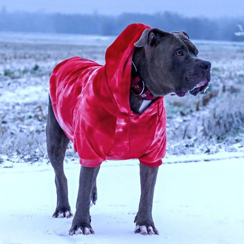 a pit bull wearing a hoodie from Sparkpaws