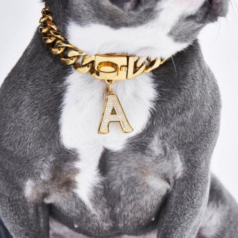 a pit bull wearing a gold initial on his chain collar