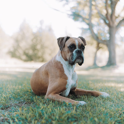 a brown and white boxer dog sitting on the grass
