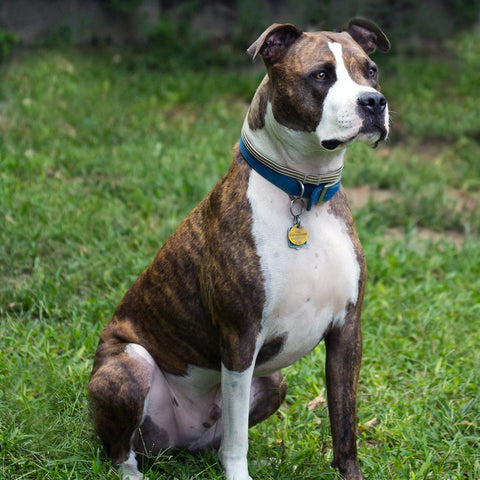 a brown and white pit bull