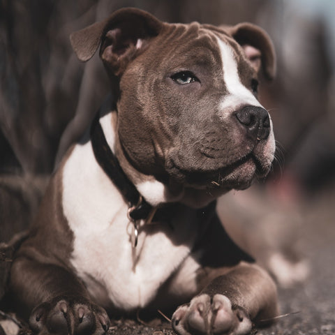 A brown and white pitbull