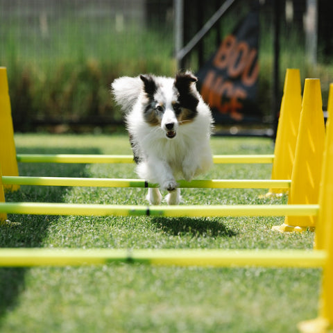 a dog completing an obstacle course