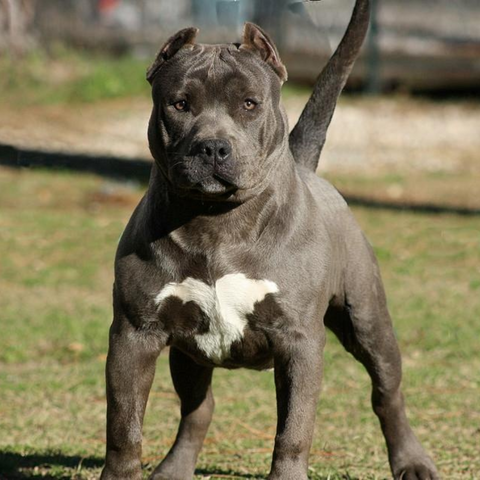 Muscular chocolate brown pit bull