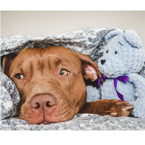 a pitbull hiding under a blanket