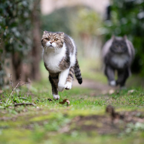 cats running away