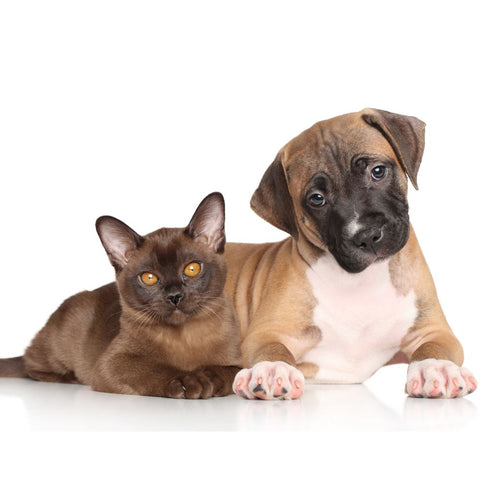 a puppy pitbull and cat