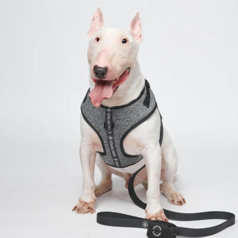 a pitbull wearing a comfort control harness