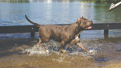 A cane corso playing in the water