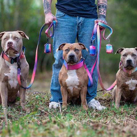 an owner training his pitbulls