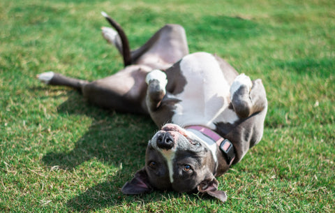 Pit bull rolling around in the grass
