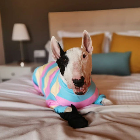 a pitbull wearing a onesie pajama