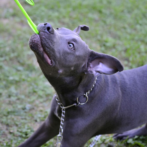a pitbull biting and pulling on his leash