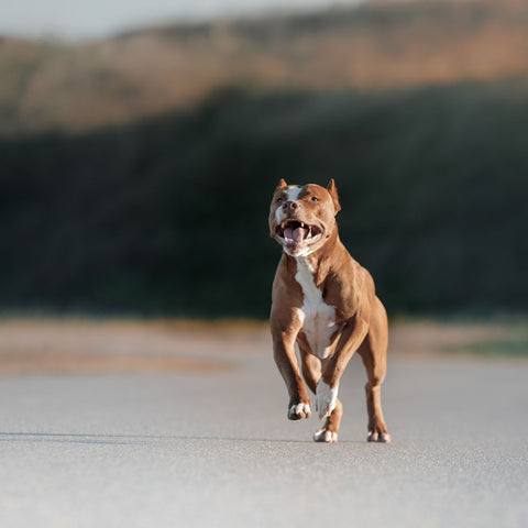 a brown pitbull running free