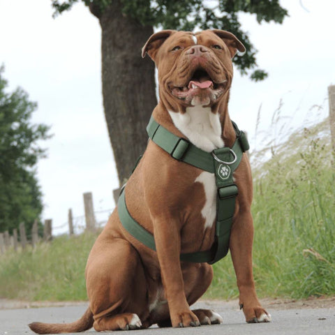 a pitbull wearing a sparkpaws harness