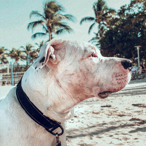 a pitbull with a skin issue