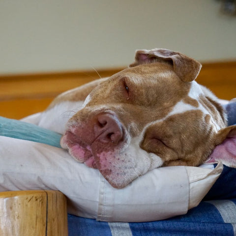 a sleeping pitbull