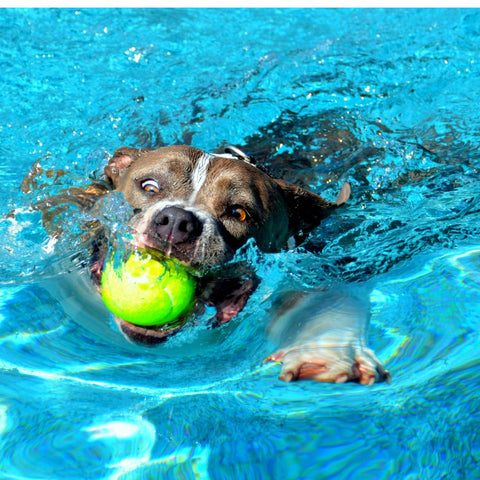 can pitbull dogs swim? 2