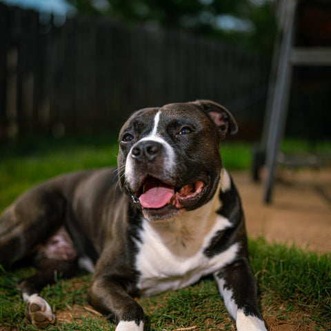 a healthy pitbull resting on the lawn