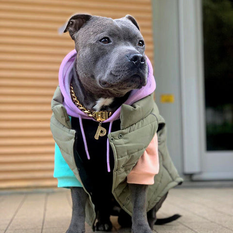 a handsome pitbull wearing a stylish dog jacket and chain