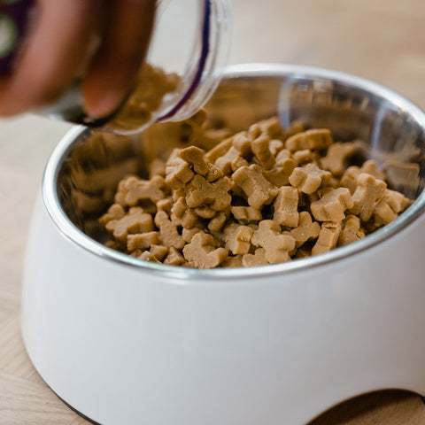 a bowl of dog food