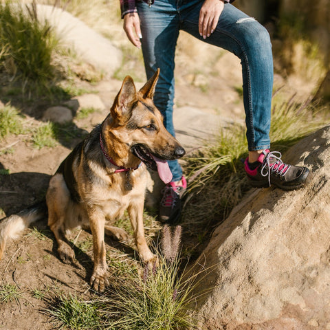 a german shephard with his owner on a hike