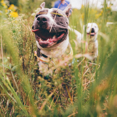 A pitbull running through the grass