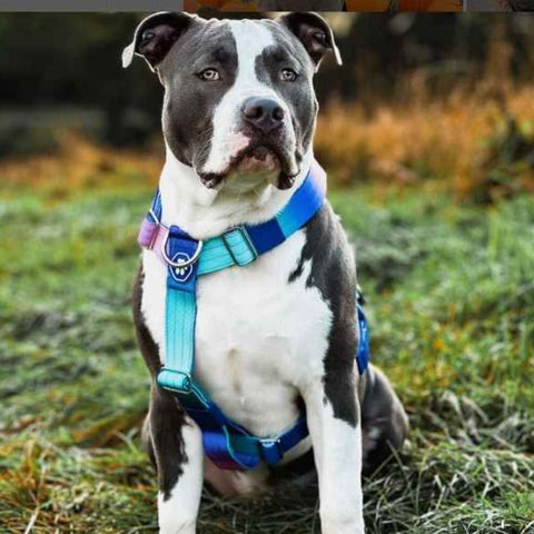a pitbull wearing a Sparkpaws harness