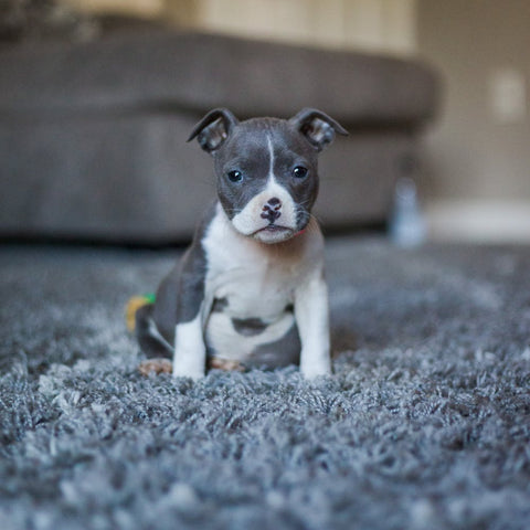 a pitbull puppy