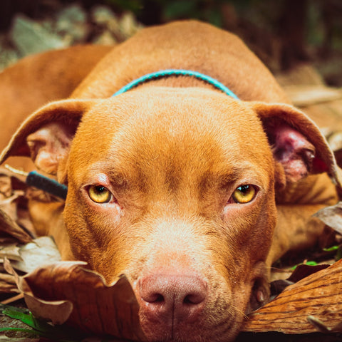 red pitbull