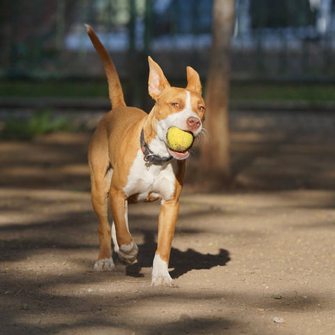 Pitbull running with a tennis ball in its mouth