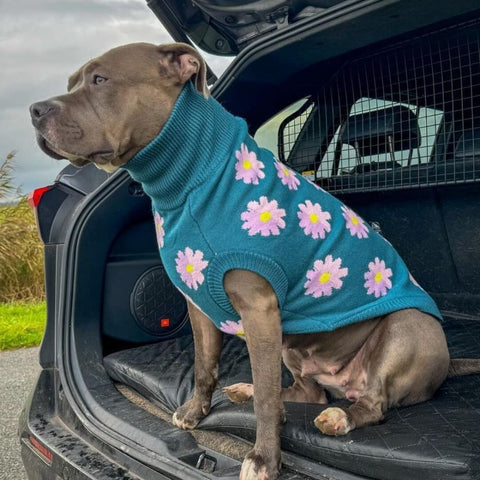 Pitbull wearing a Sparkpaws knit sweater