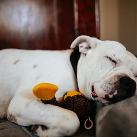 Pitbull sleeping with a stuffed toy