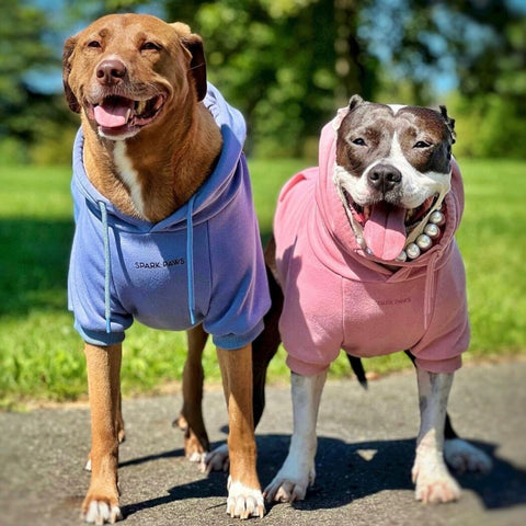 Pitbull wearing a Sparkpaws hoodie