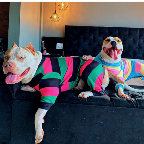 two pitbulls on a bed wearing pajamas