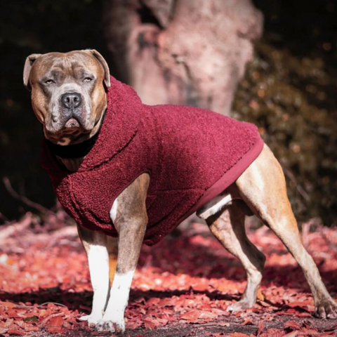 a pitbull wearing a red coat