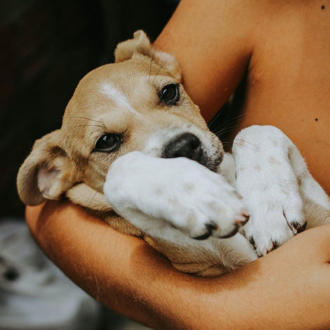 Pitbull puppy being held