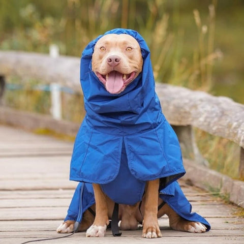 Pitbull in a blue Sparkpaws rain coat
