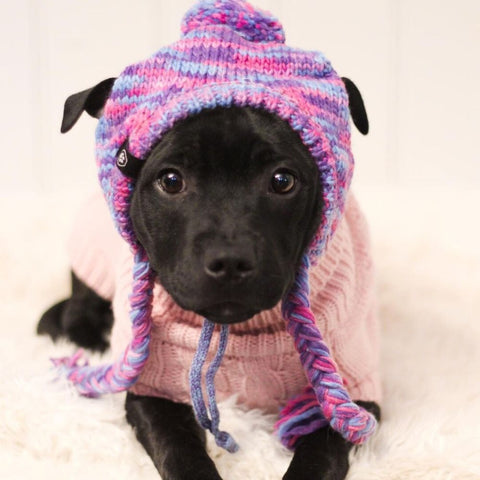 Cute black pitbull in a pink knitted beanie