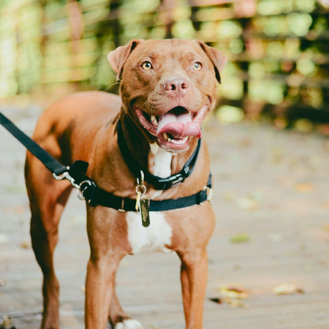 a pitbull drooling