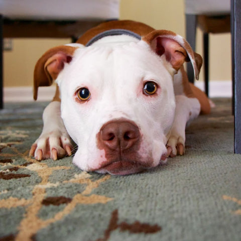 a pitbull lying on a carpet